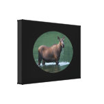 Moose in pool of emerald water gallery wrapped canvas