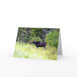 Moose In The Wild cards