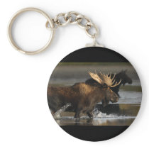 Moose