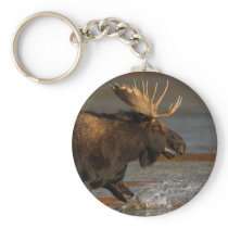 moose