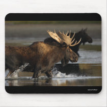 Moose