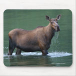 Moose mousepads