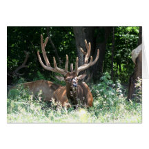 Moose Photo Greeting Card