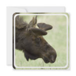 Moose Photo Invitation