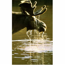 Moose Photo Cut Out