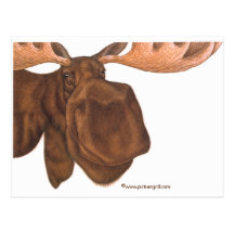 moose post cards