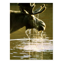 Moose Post Cards