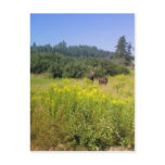 Moose Post Card