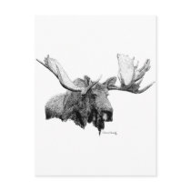 Moose Postcard