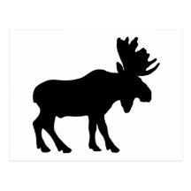 Moose Postcard