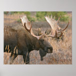 Moose Print