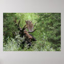 moose poster posters