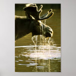 Moose Poster