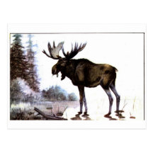 Moose Shirts and Gifts 111 Post Card