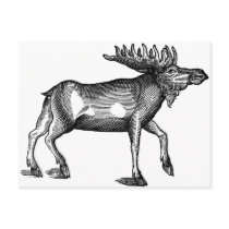 Moose Shirts and Gifts 115