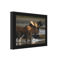 moose splashing in the water