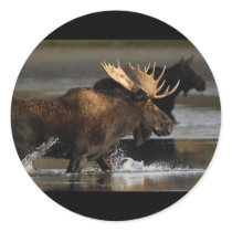 Moose