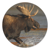 moose