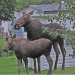 Moose with her calf Photo Sculpture photo sculptures