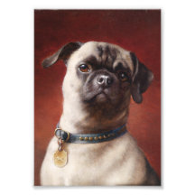 Mops Photo