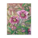 More pink hellebores postcards