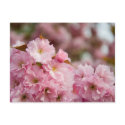 More Sakura Blossoms postcards