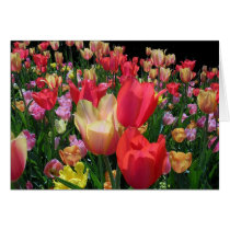 More Tulips Cards