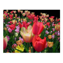 More Tulips Postcard
