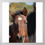 Morgan Quarter Horse Flaring his Nostrils posters