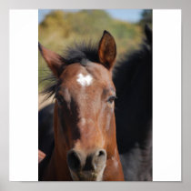 Morgan Quarter Horse Flaring his Nostrils Print