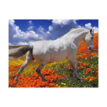 MORISCO IN SPRING FLOWERS POST CARD