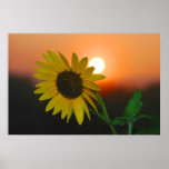 MORNING BLACK EYED SUSAN PHOTO posters