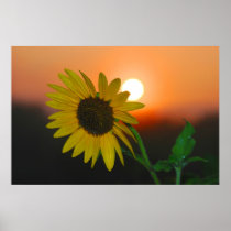 MORNING BLACK EYED SUSAN PHOTO POSTER