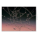 Morning Dew cards
