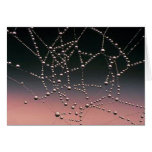 Morning Dew cards