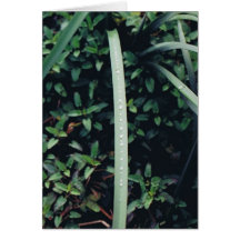 Morning Dew Card