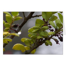 Morning Dew Card