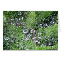 Morning Dew Card