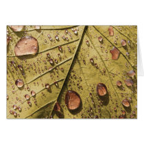 Morning Dew Greeting Card