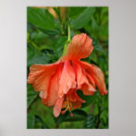 Morning Dew Orange Hibiscus Poster