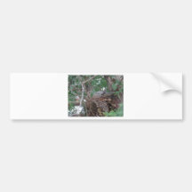 Morning Dove Nesting Bumper Stickers