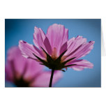 Morning Flowers Cards