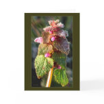 Morning Frost Greeting Cards