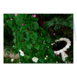 Morning Garden Moonflowers and Morning Glory card