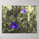 Morning Glories Black White Flower Poster Print