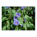 Morning Glories cards