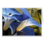 Morning Glories