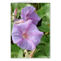 Morning Glories Card with Poetry