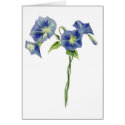 Morning Glories Cards