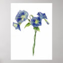 Morning Glories Fine Art Print